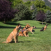 Puppy Training Los Angeles: An In-Depth Guide