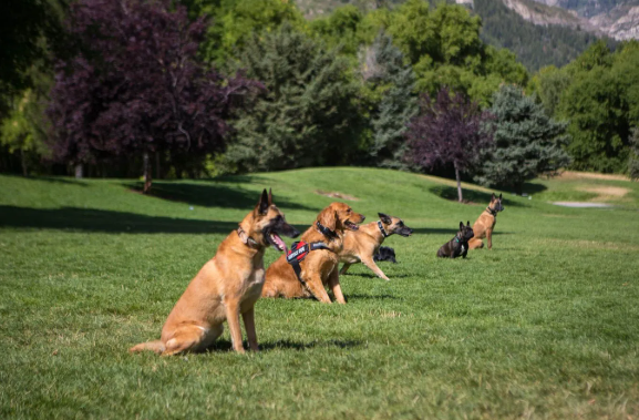 Puppy Training Los Angeles: An In-Depth Guide